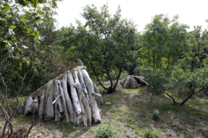 Antropiche-Pino-Genovese